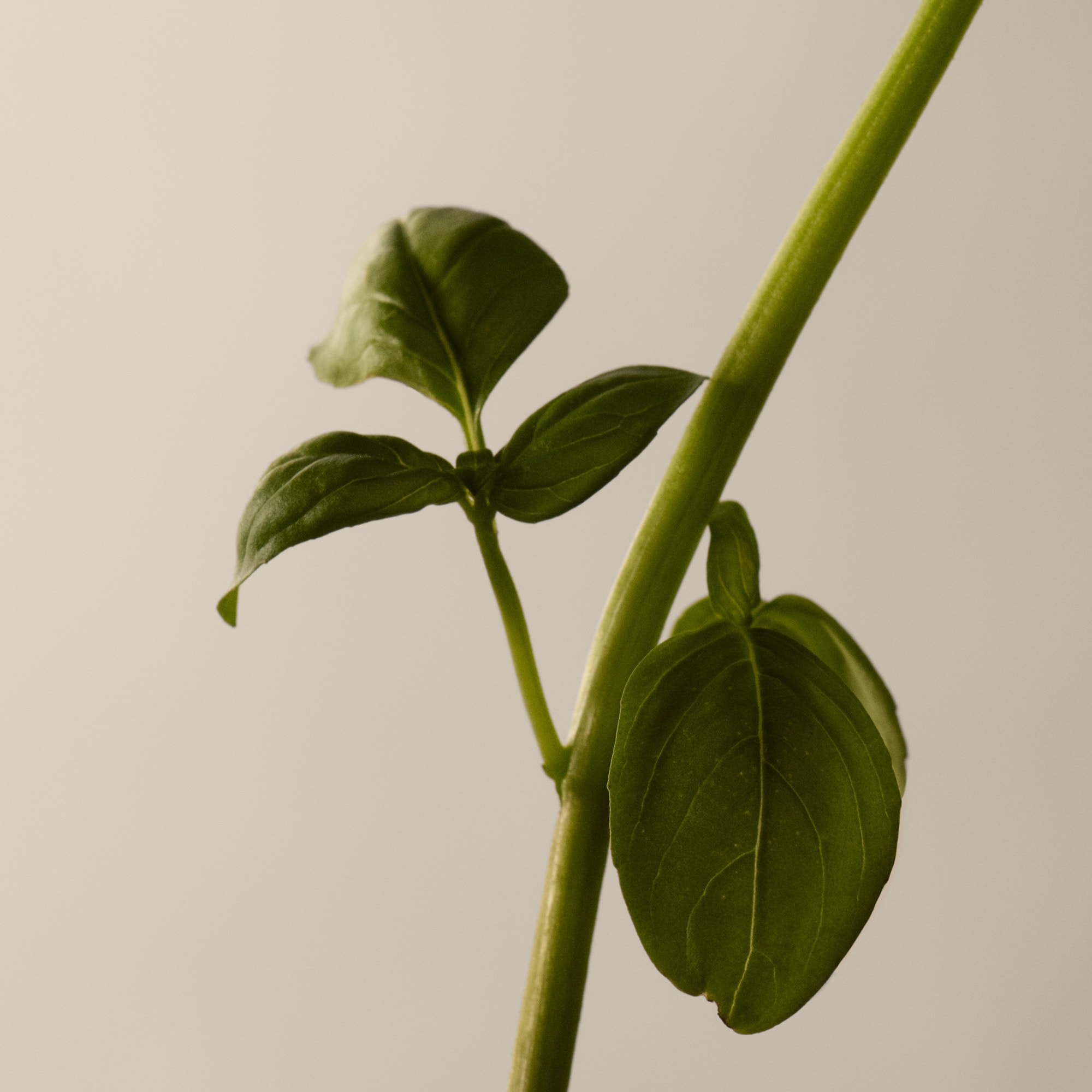 Tacit Eau de Parfum | Aesop Switzerland