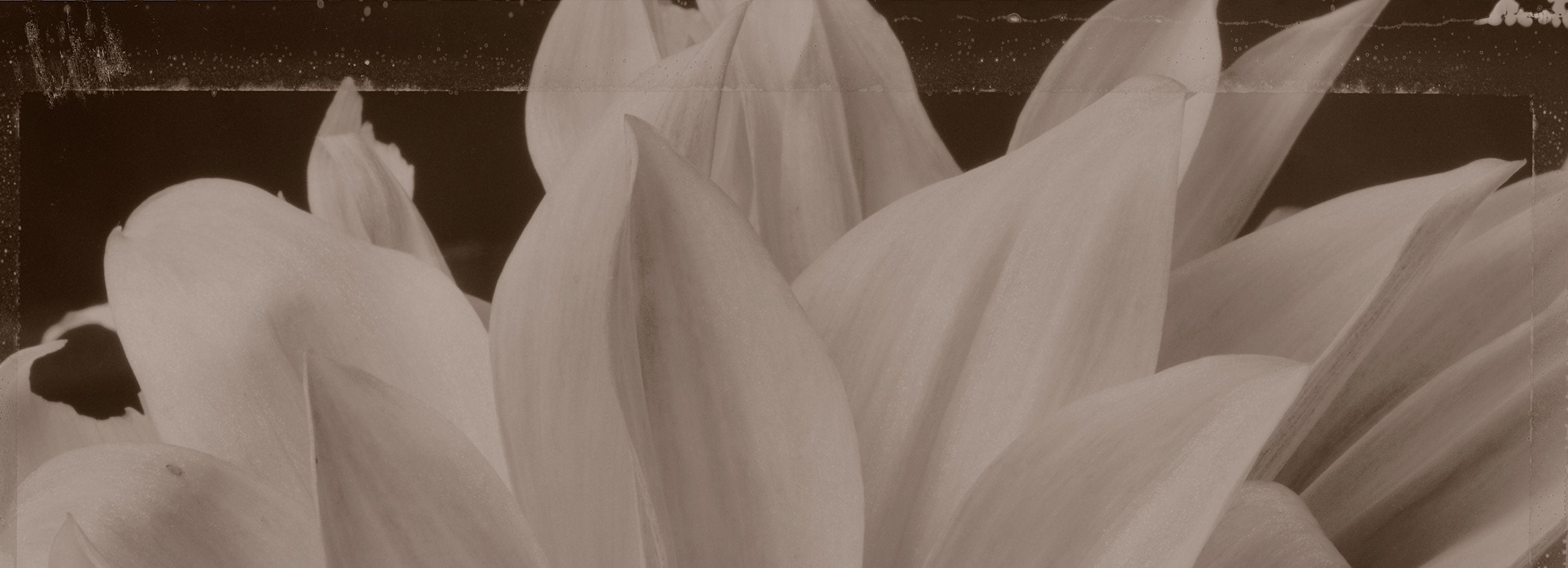 Abstract shot of flower petals