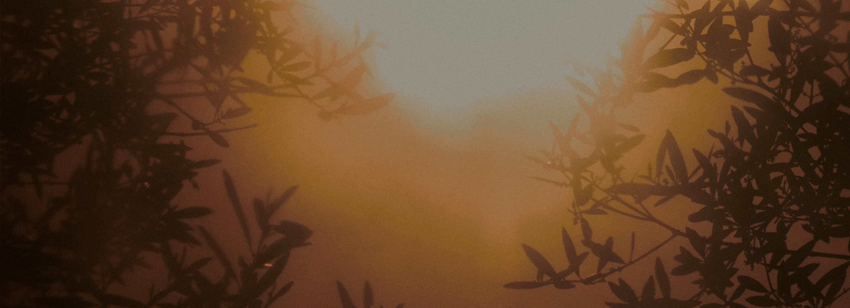 Golden-yellow glow a soft light over the silhouetted branches and foliage of the tress