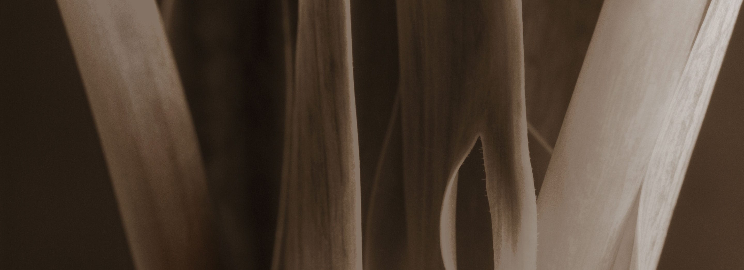Abstract shot of plant