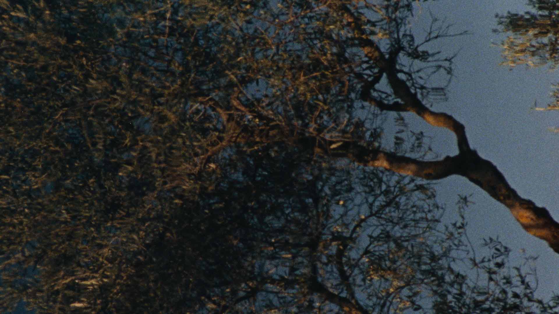 The silhouetted branches and foliage of a tree, warm glow radiates through the leaves